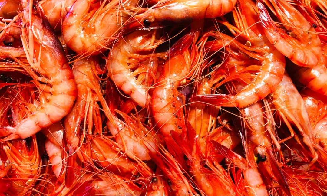 Gamba de Palamós: secretos de su sabor y su importancia ecológica