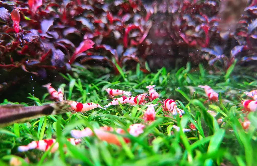 Plantas y gambas: beneficios y riesgos de su convivencia en acuarios